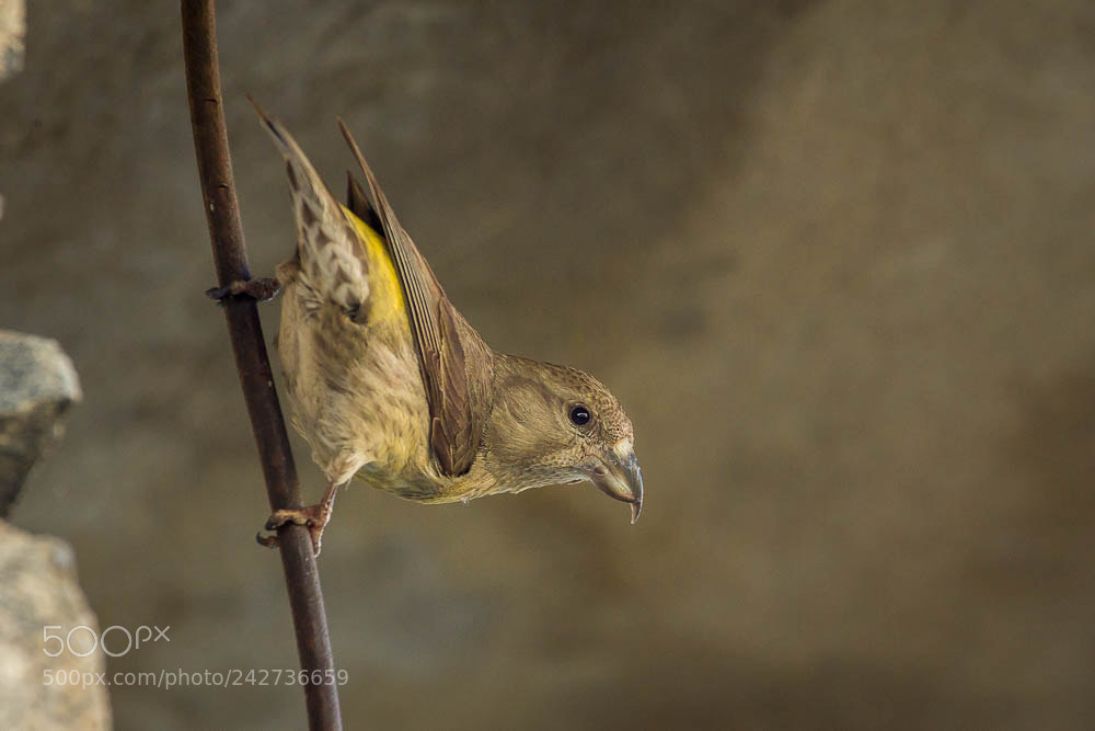Canon EOS 60D sample photo. Crossbill photography, bulgaria photography
