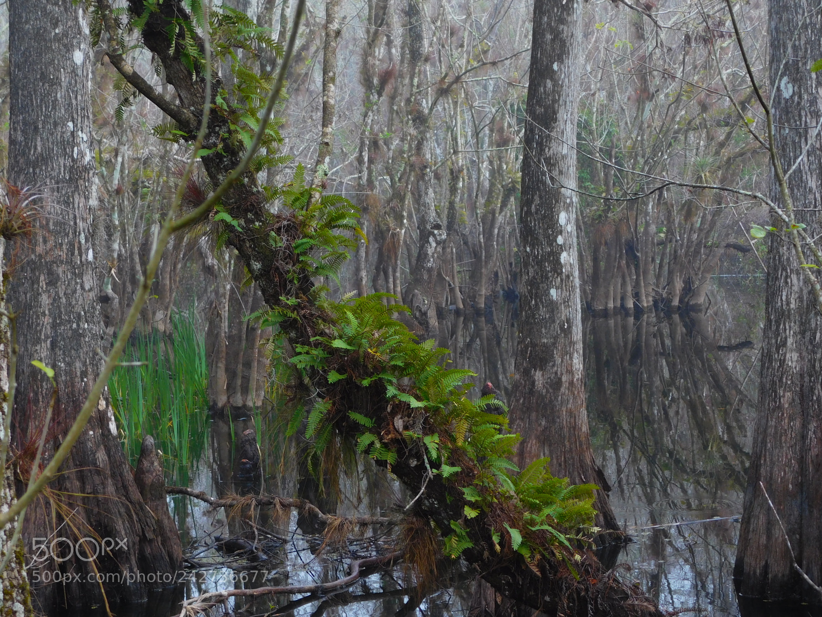 Nikon Coolpix L840 sample photo. Resurrection ferns photography