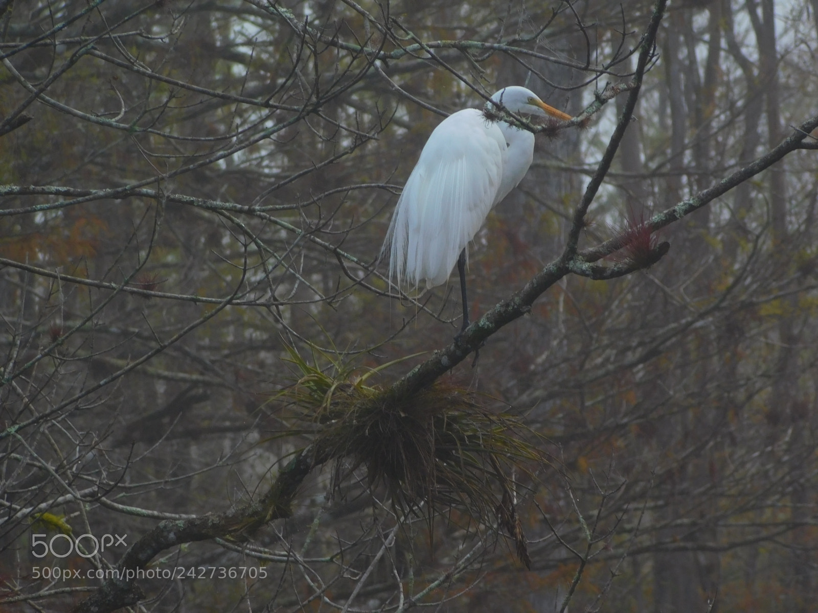 Nikon Coolpix L840 sample photo. Great white egret in photography