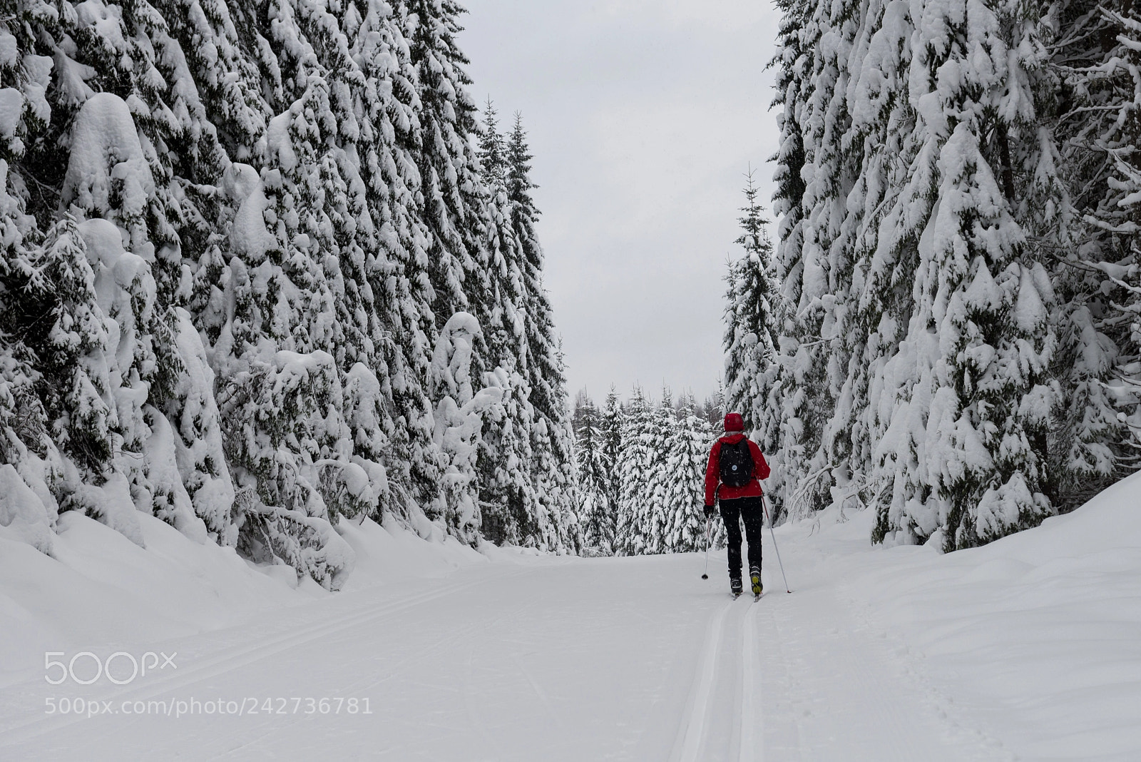 Nikon D800 sample photo. Winter forest photography