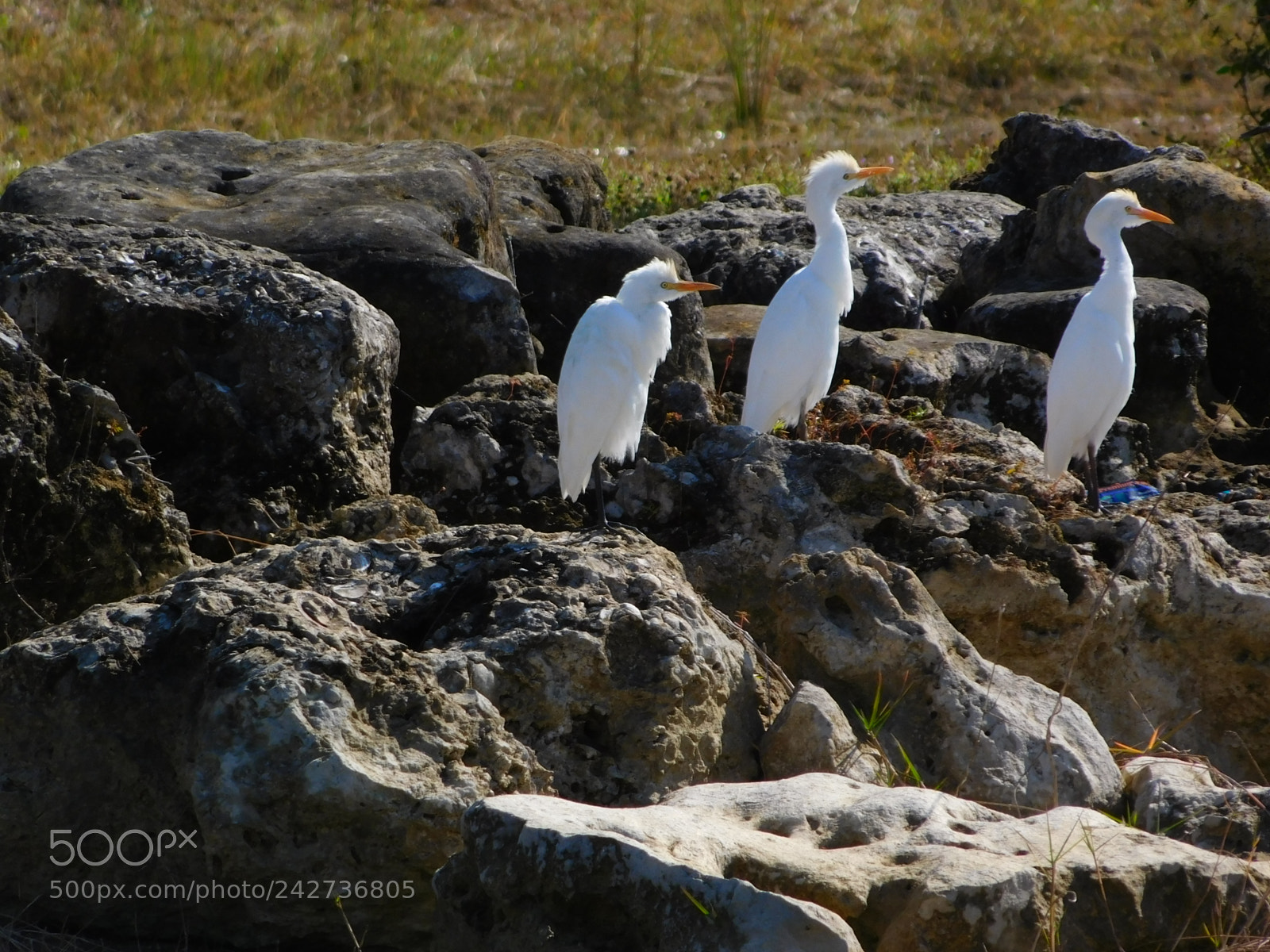 Nikon Coolpix L840 sample photo. Cattle egrets photography