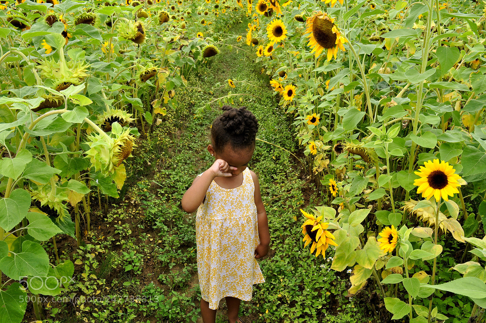 Nikon D90 sample photo. Sunflowers photography