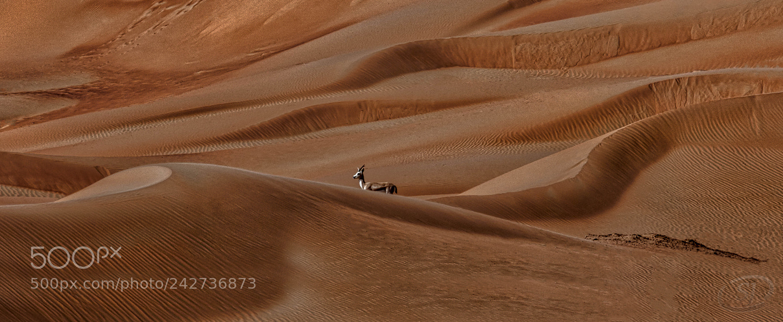 Olympus OM-D E-M1 Mark II sample photo. Alone in the desert photography