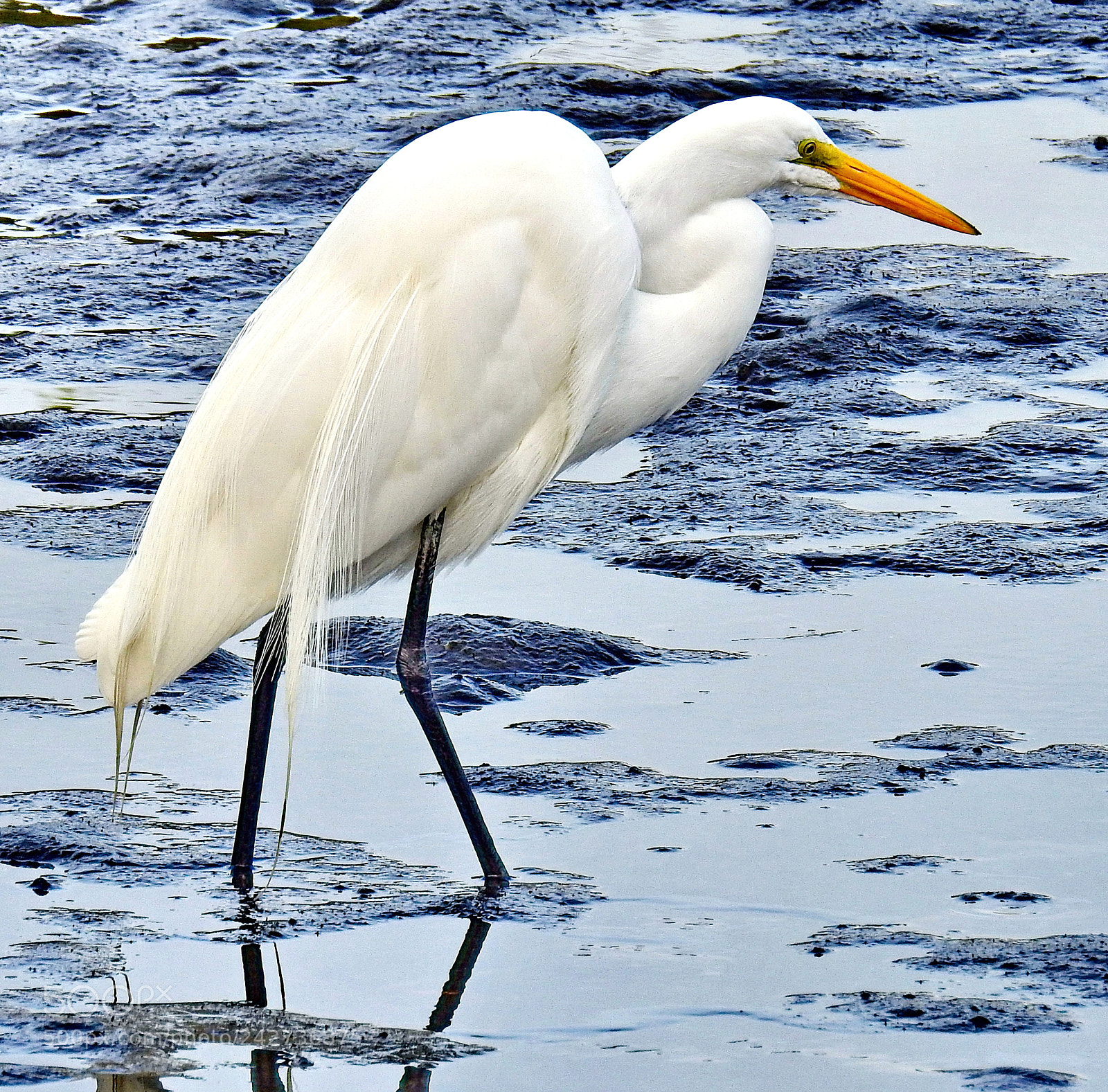 Nikon Coolpix P900 sample photo. White egret walking in photography