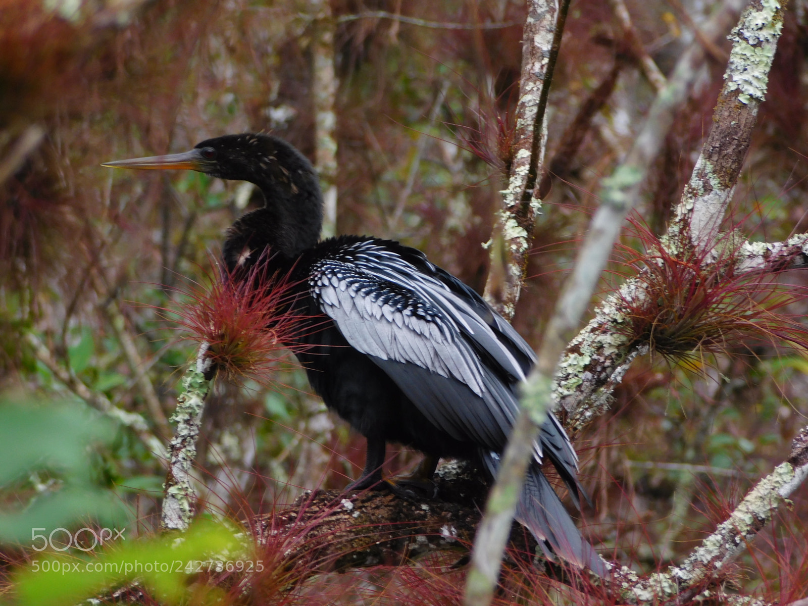 Nikon Coolpix L840 sample photo. Cormorant with bromeliads photography
