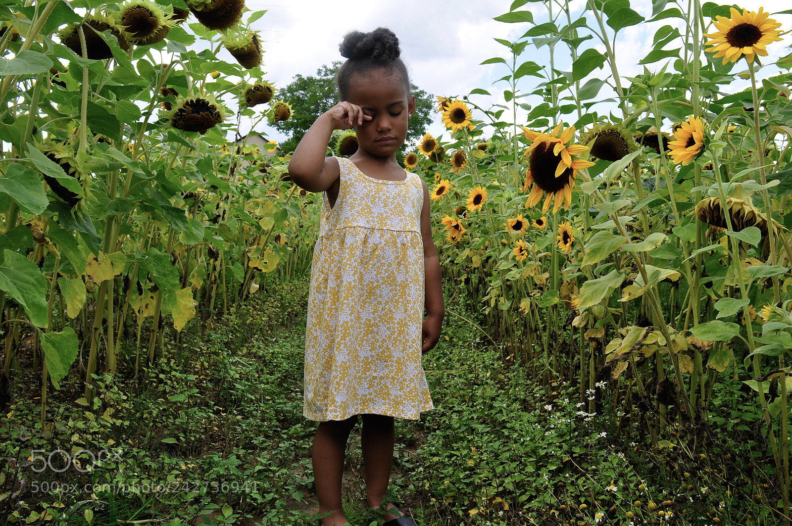 Nikon D90 sample photo. Sunflowers photography