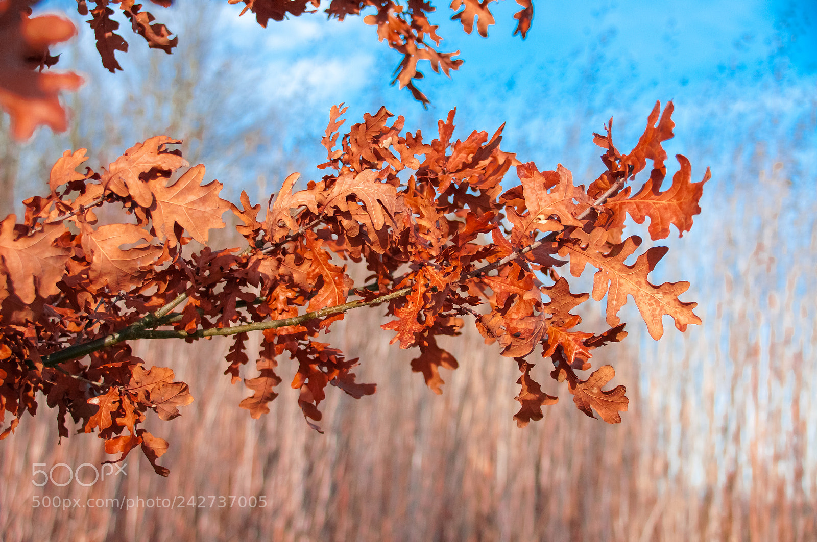 Nikon D300S sample photo. Autumn oak leaves photography
