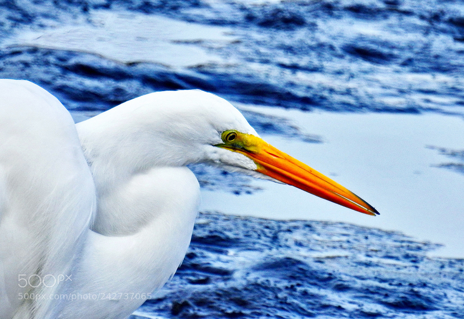 Nikon Coolpix P900 sample photo. Portrait white egret photography
