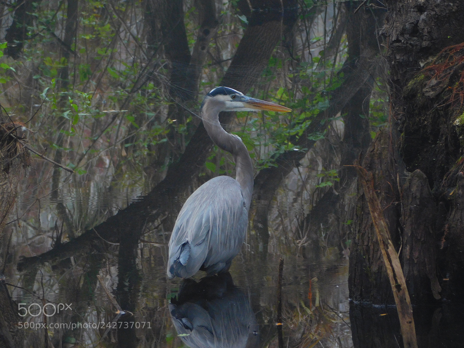 Nikon Coolpix L840 sample photo. Great blue heron photography