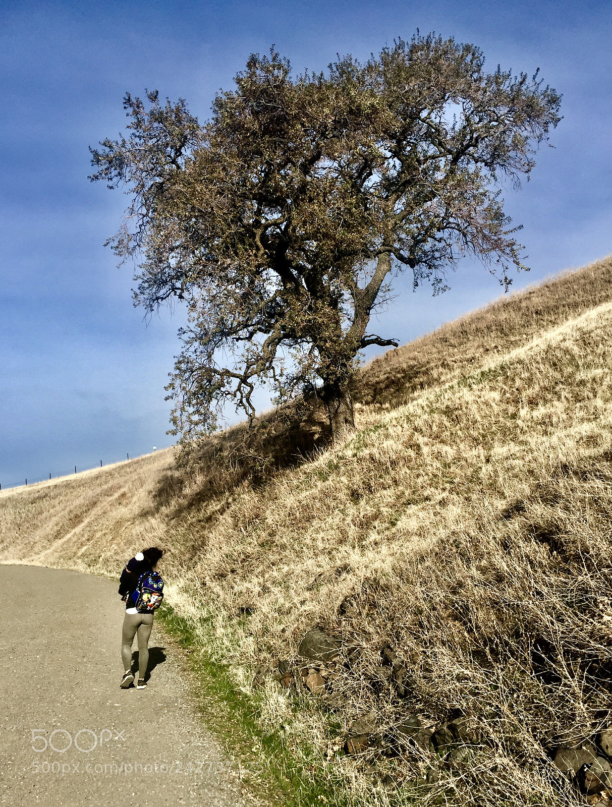 Apple iPhone 6 Plus sample photo. “mountainside trail” photography