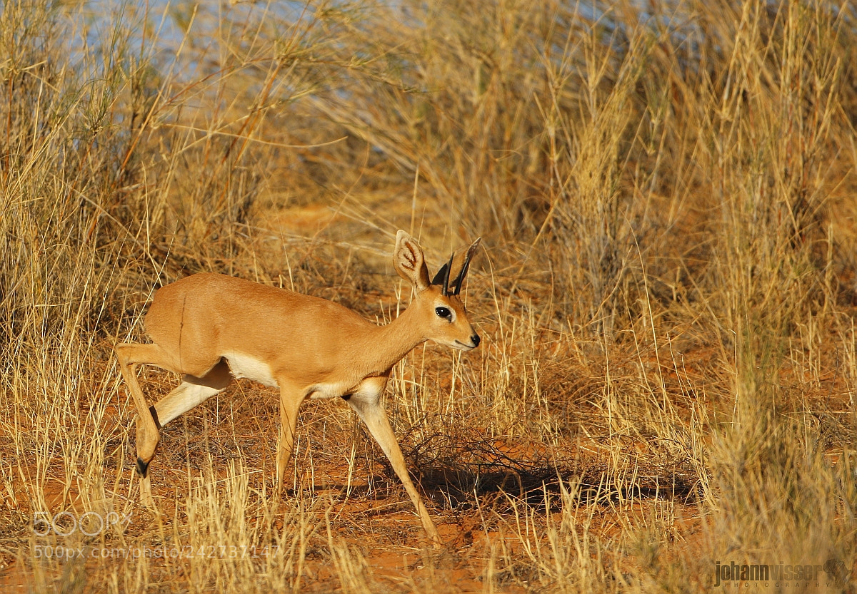 Canon EOS 7D Mark II sample photo. Handsome little antelope photography