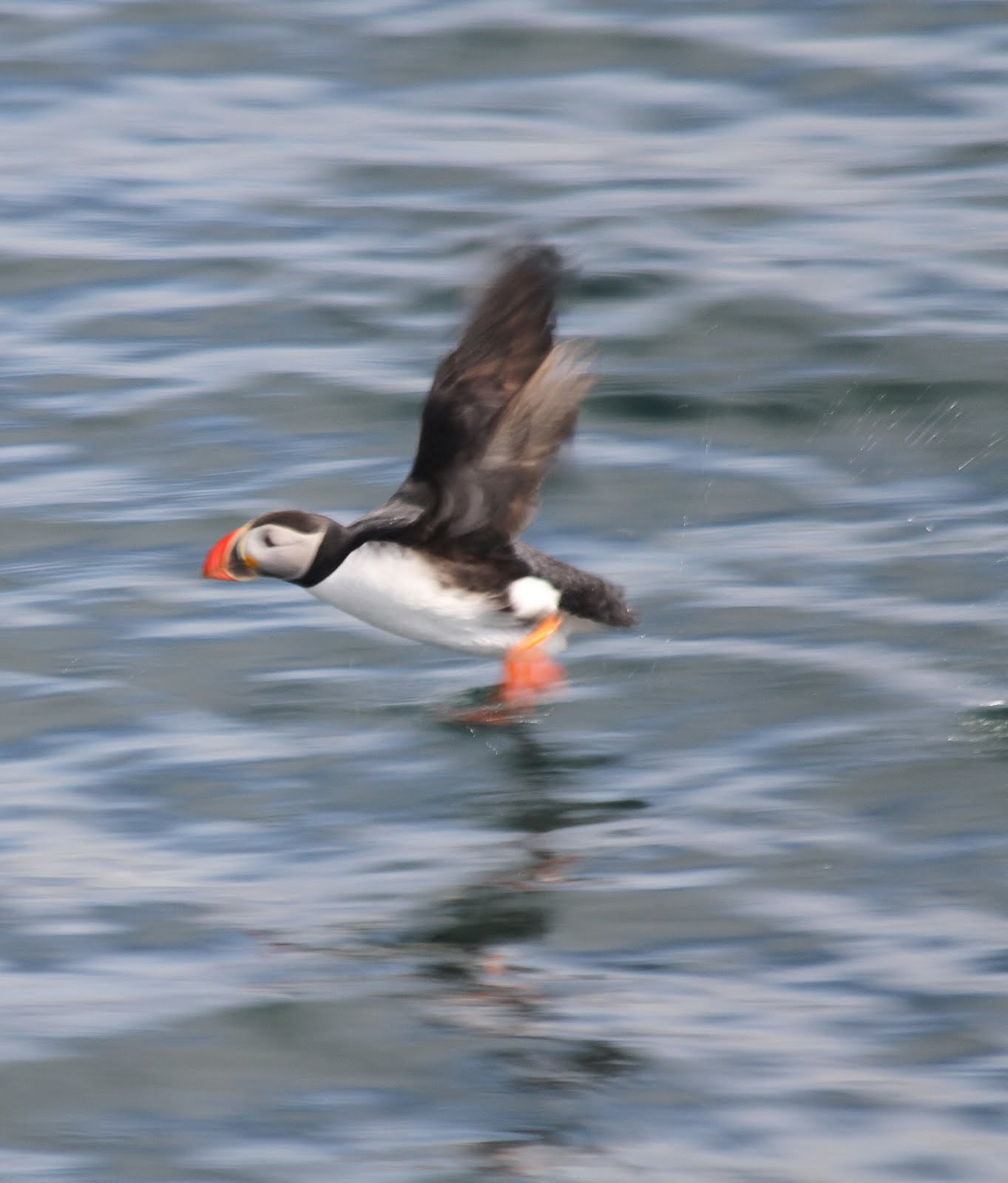 Canon EF 70-300mm F4-5.6 IS USM sample photo. Puffin in flight photography