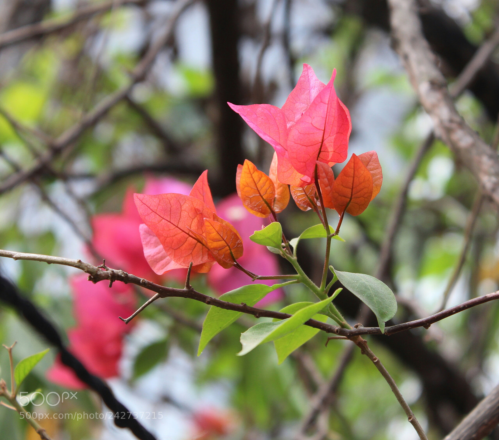 Canon EOS 650D (EOS Rebel T4i / EOS Kiss X6i) sample photo. Untitled photography