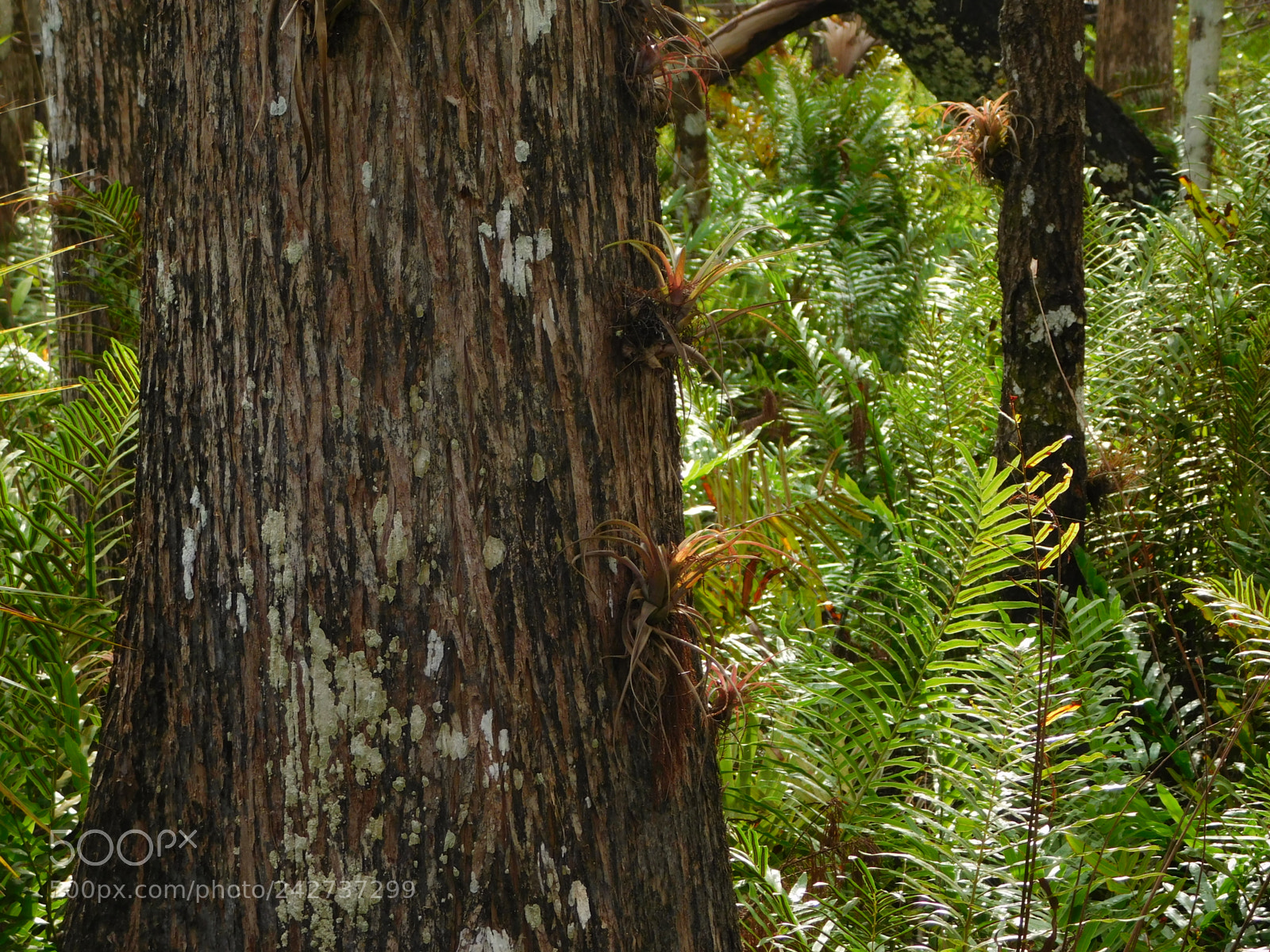 Nikon Coolpix L840 sample photo. Bromeliads photography