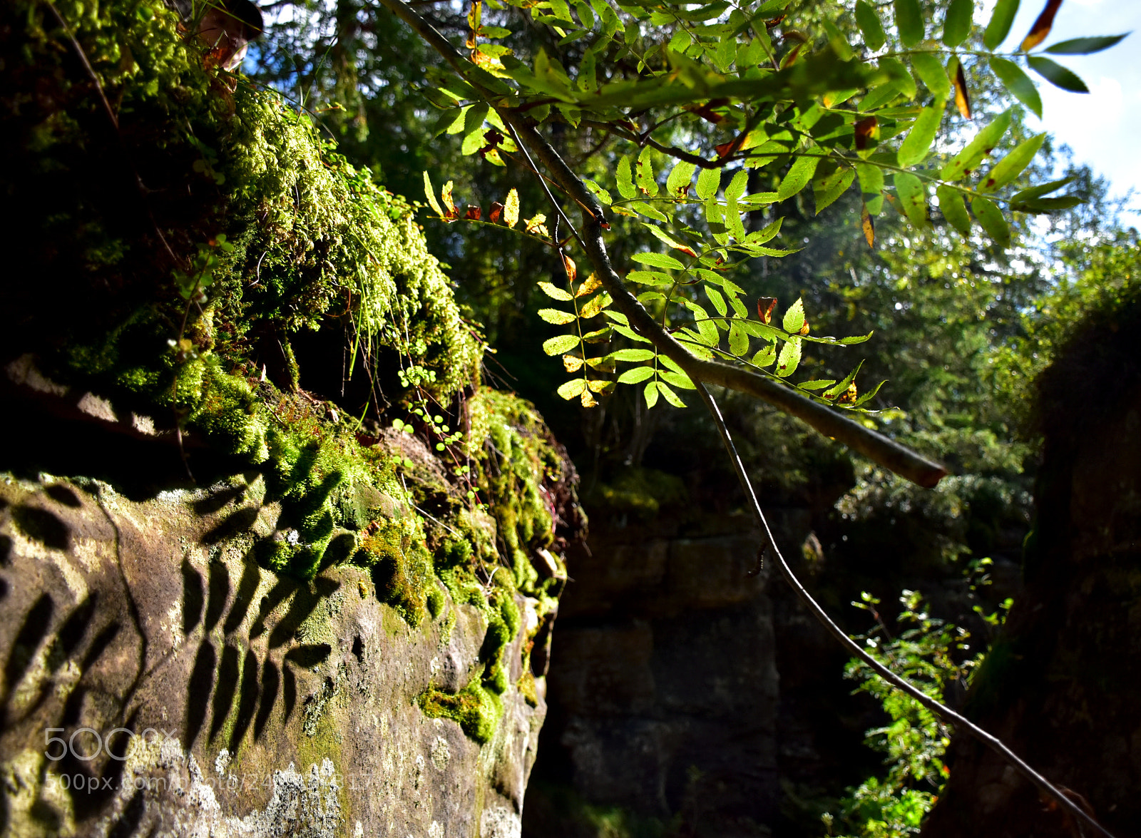 Nikon D5500 sample photo. *** photography