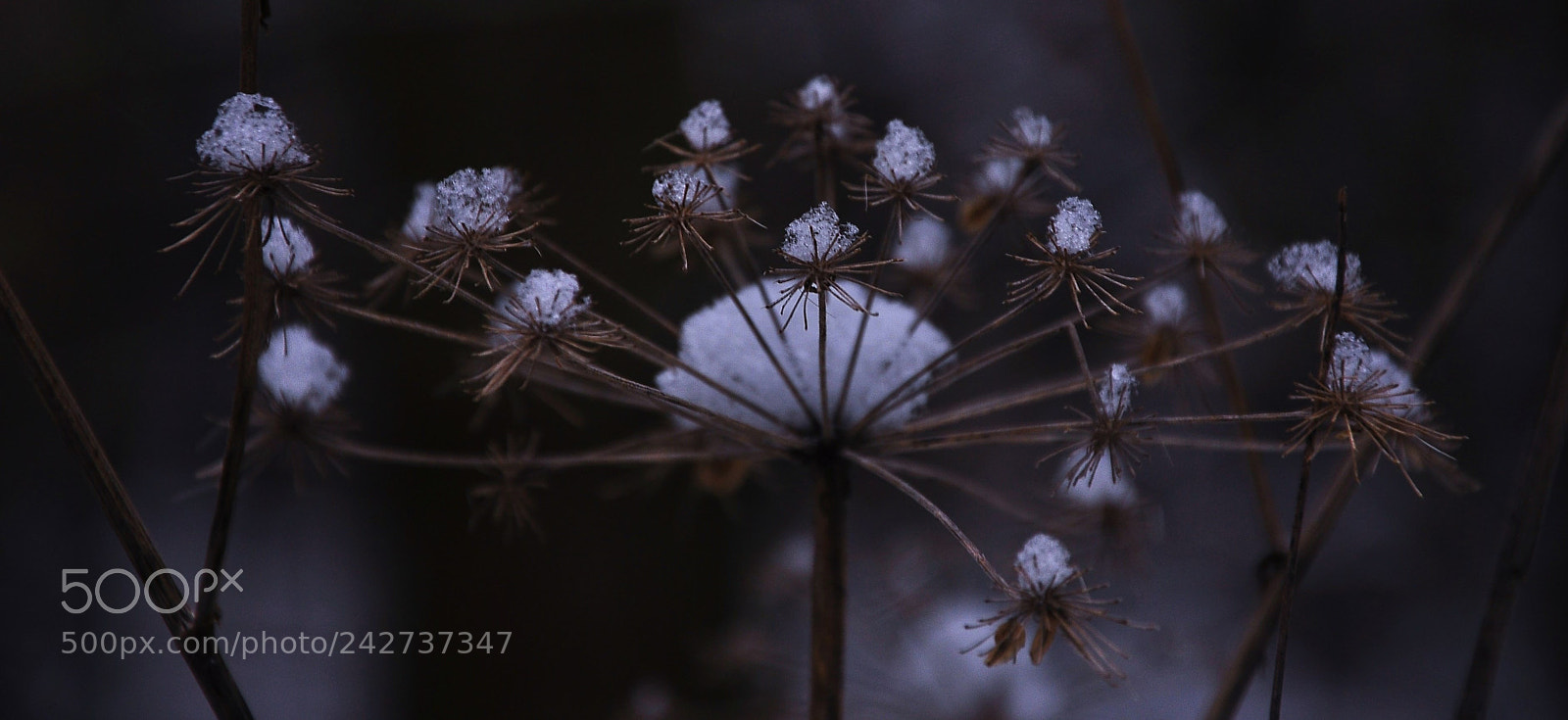 Nikon D90 sample photo. Mystical nature photography