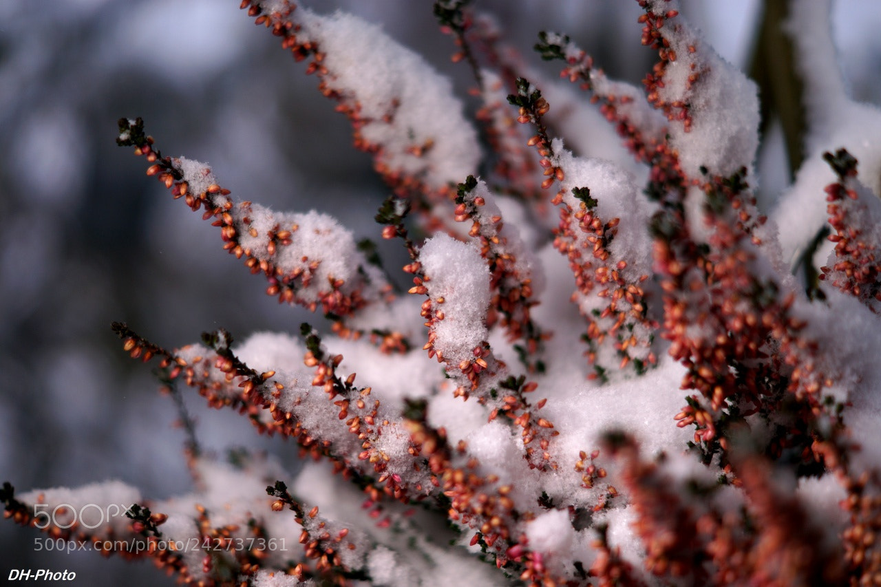 Sony ILCA-77M2 sample photo. Heath meets snow photography