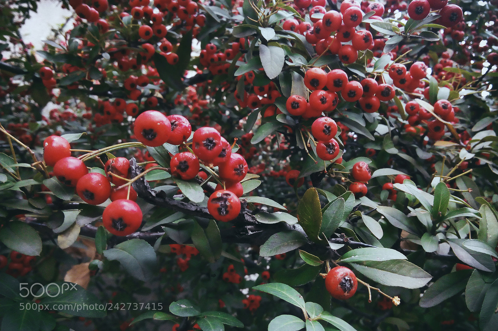 Nikon D3200 sample photo. Heteromeles arbutifolia photography