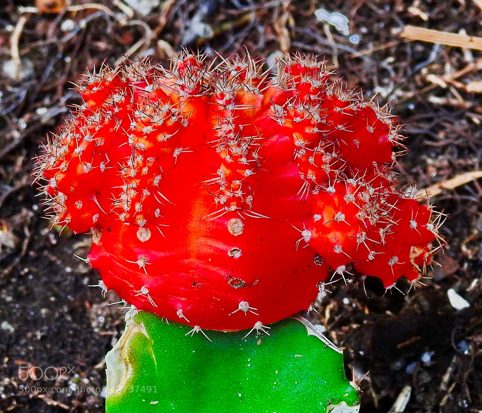 Nikon Coolpix P900 sample photo. Red cactus flower photography