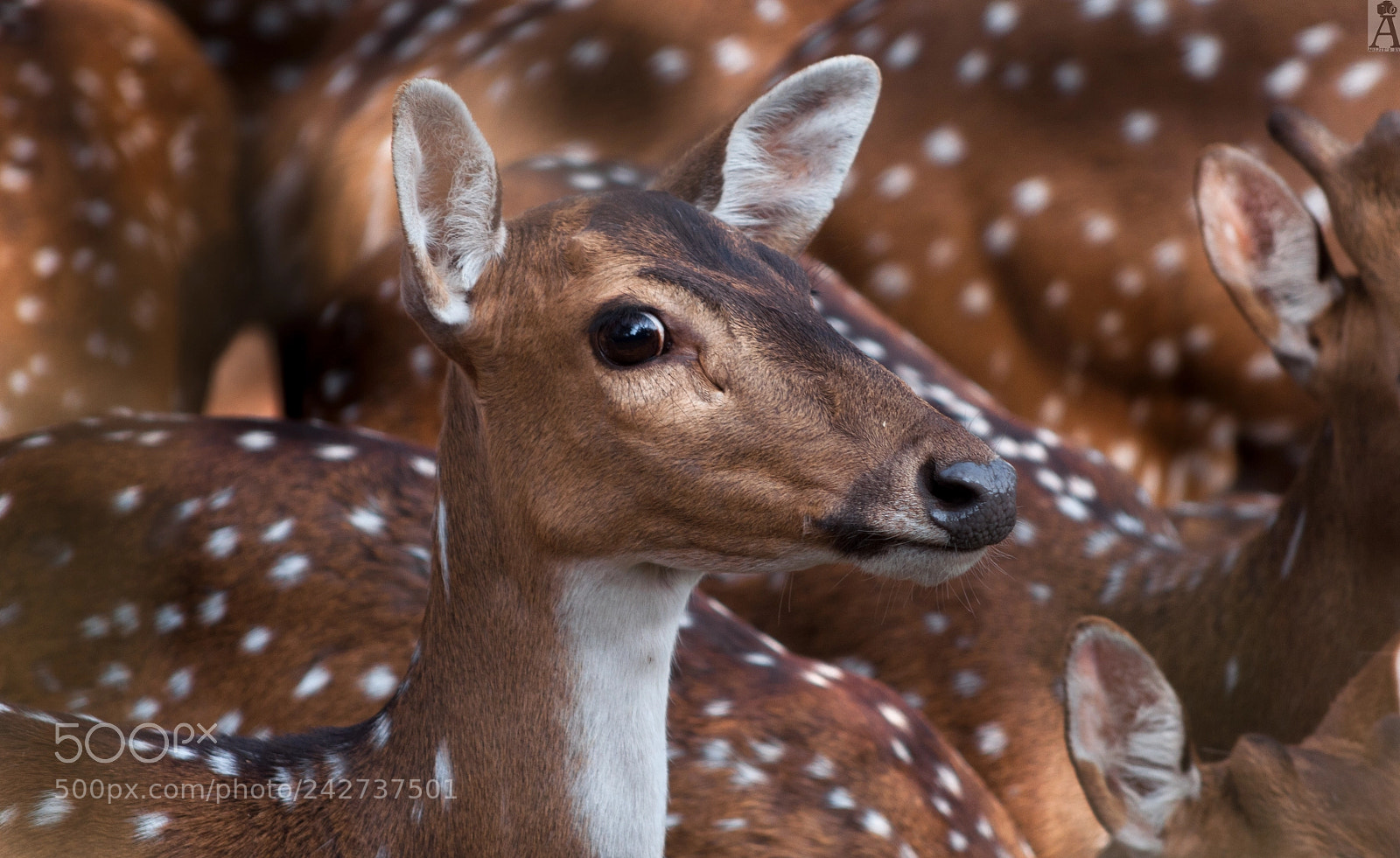 Nikon D90 sample photo. Innocent eyes .. photography