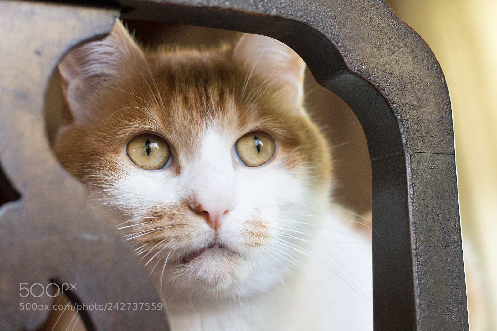 Canon EOS 650D (EOS Rebel T4i / EOS Kiss X6i) sample photo. Loki chair photography