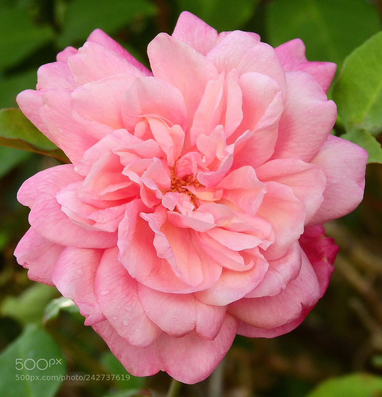 Nikon Coolpix P900 sample photo. A pink rose photography