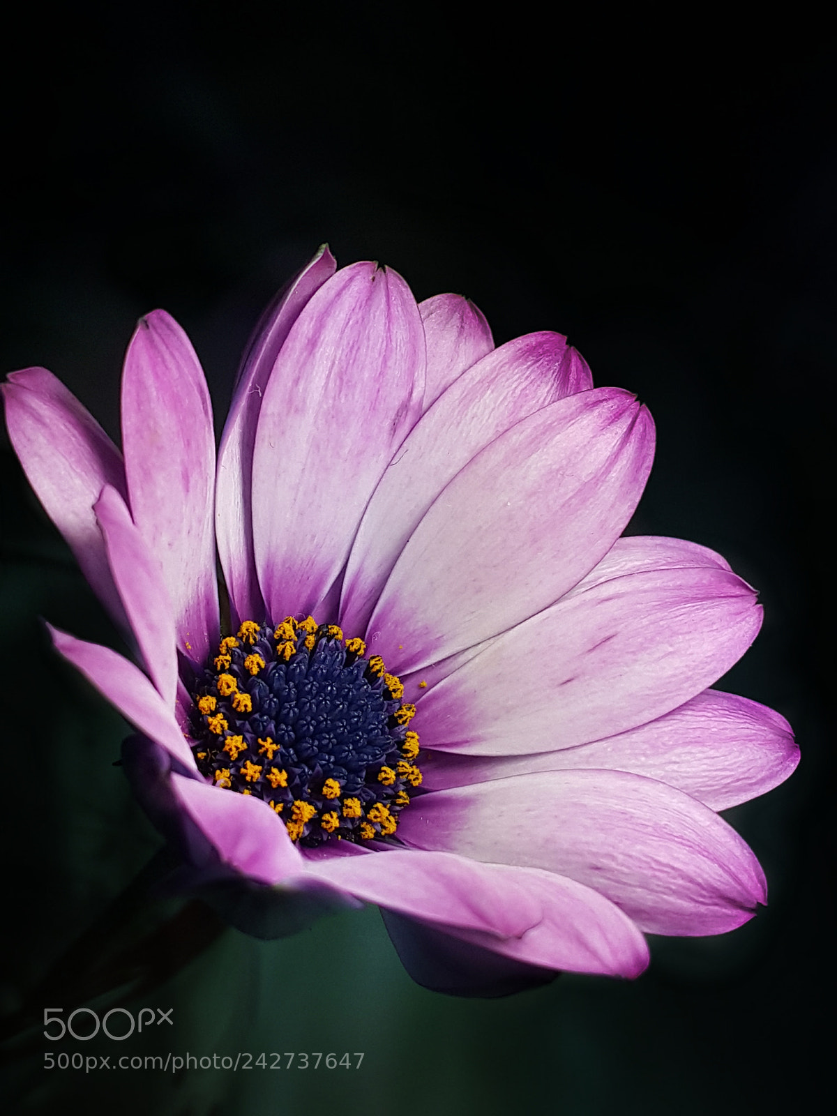 Samsung Galaxy Note4 sample photo. 228 photography