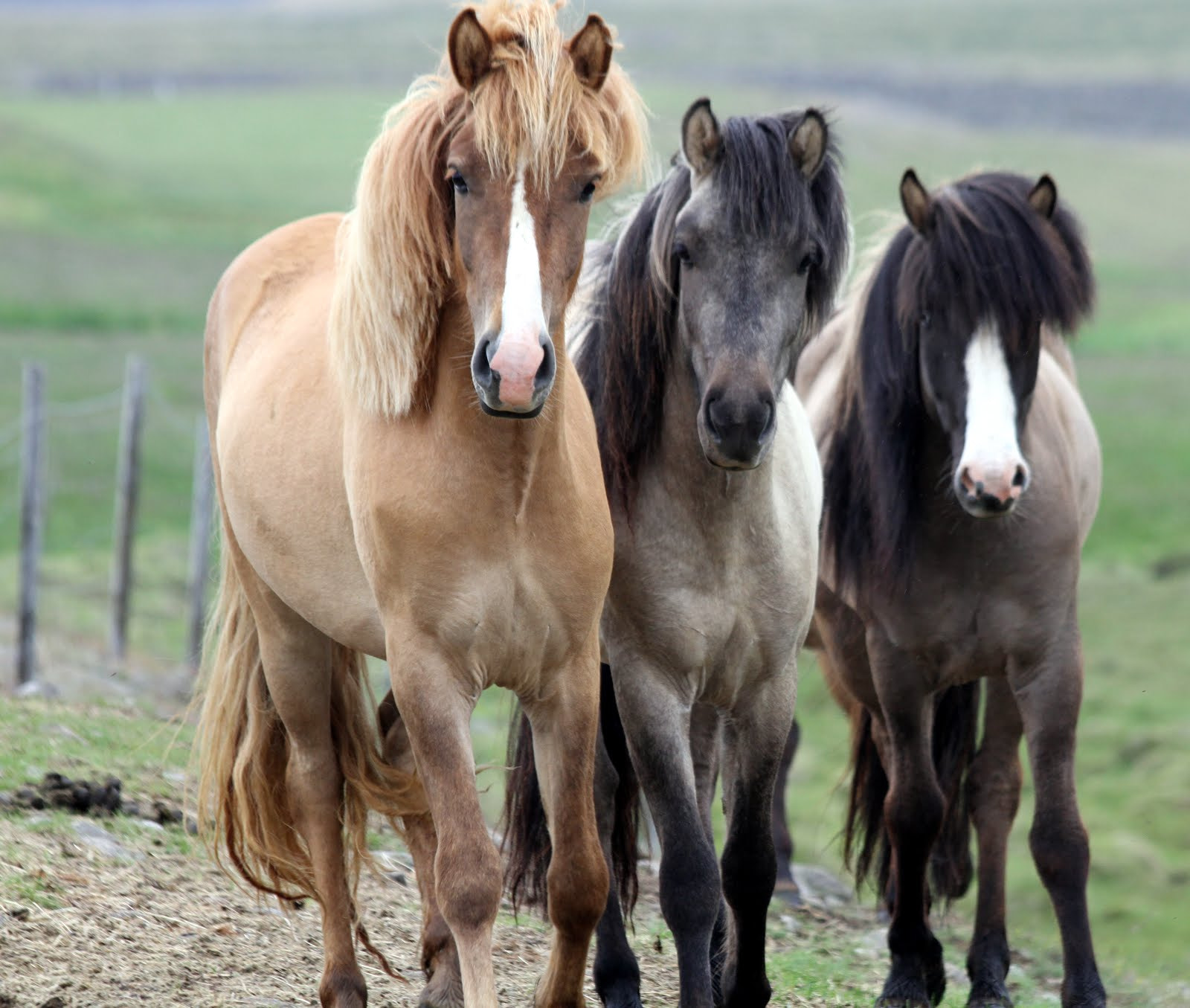 Canon EF 70-300mm F4-5.6 IS USM sample photo. Iceland horses photography