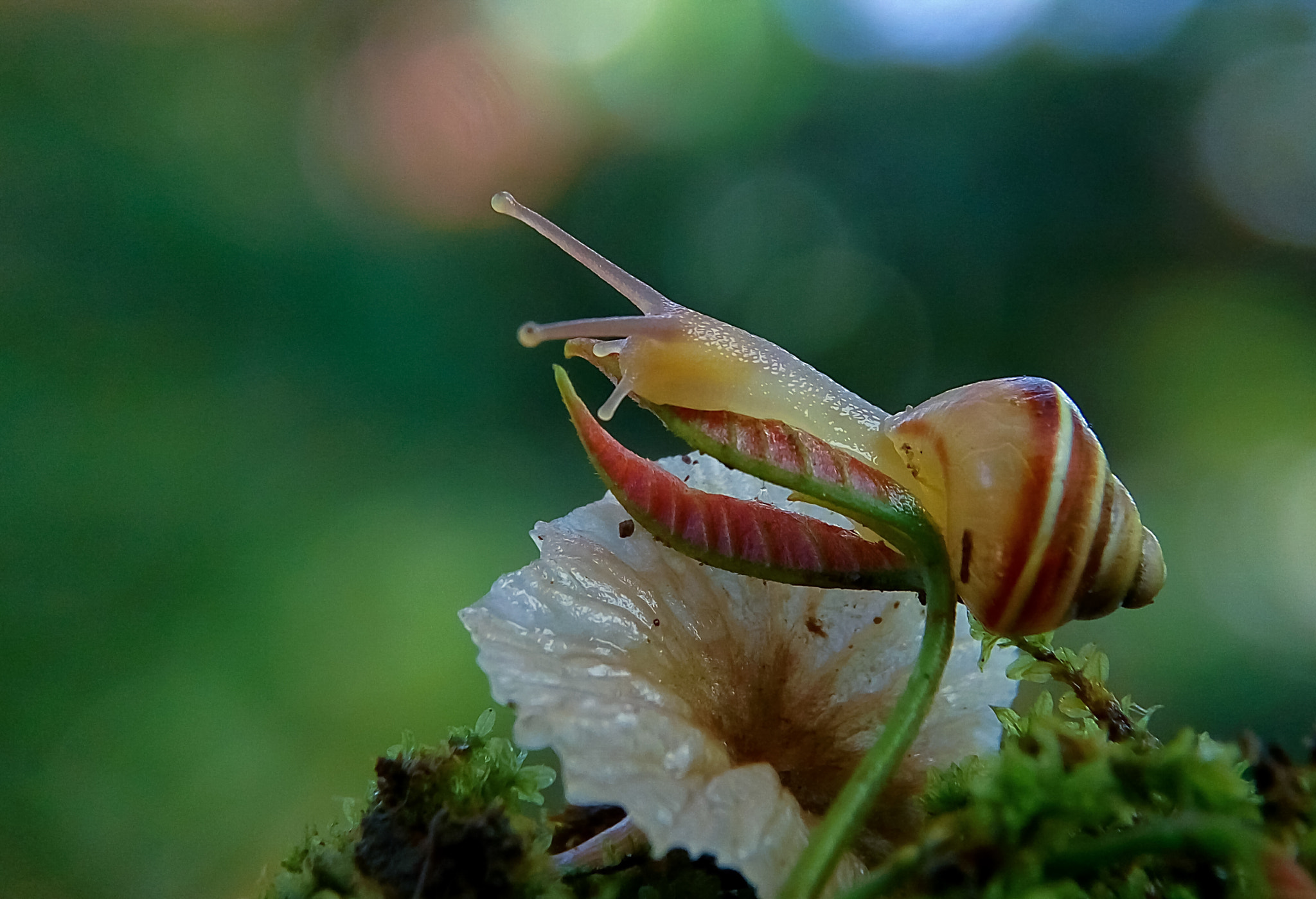 Xiaomi HM Note 2 sample photo. Gery photography