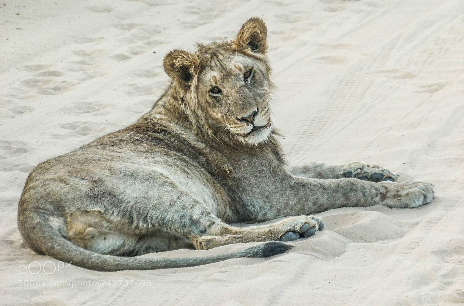 Panasonic Lumix DMC-FZ100 sample photo. Lion photography
