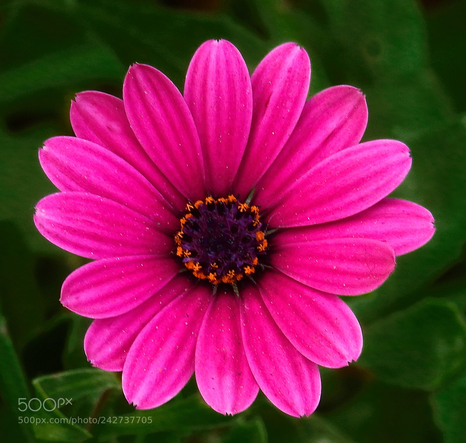 Nikon Coolpix P900 sample photo. A purple flower in photography