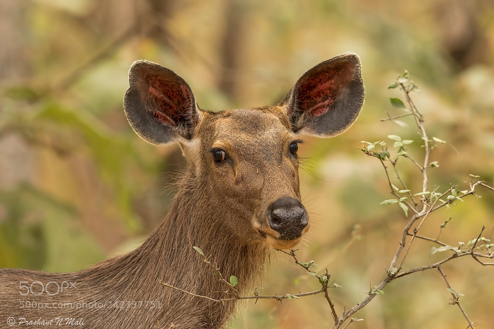 Canon EOS 7D Mark II sample photo. Sambardeer photography