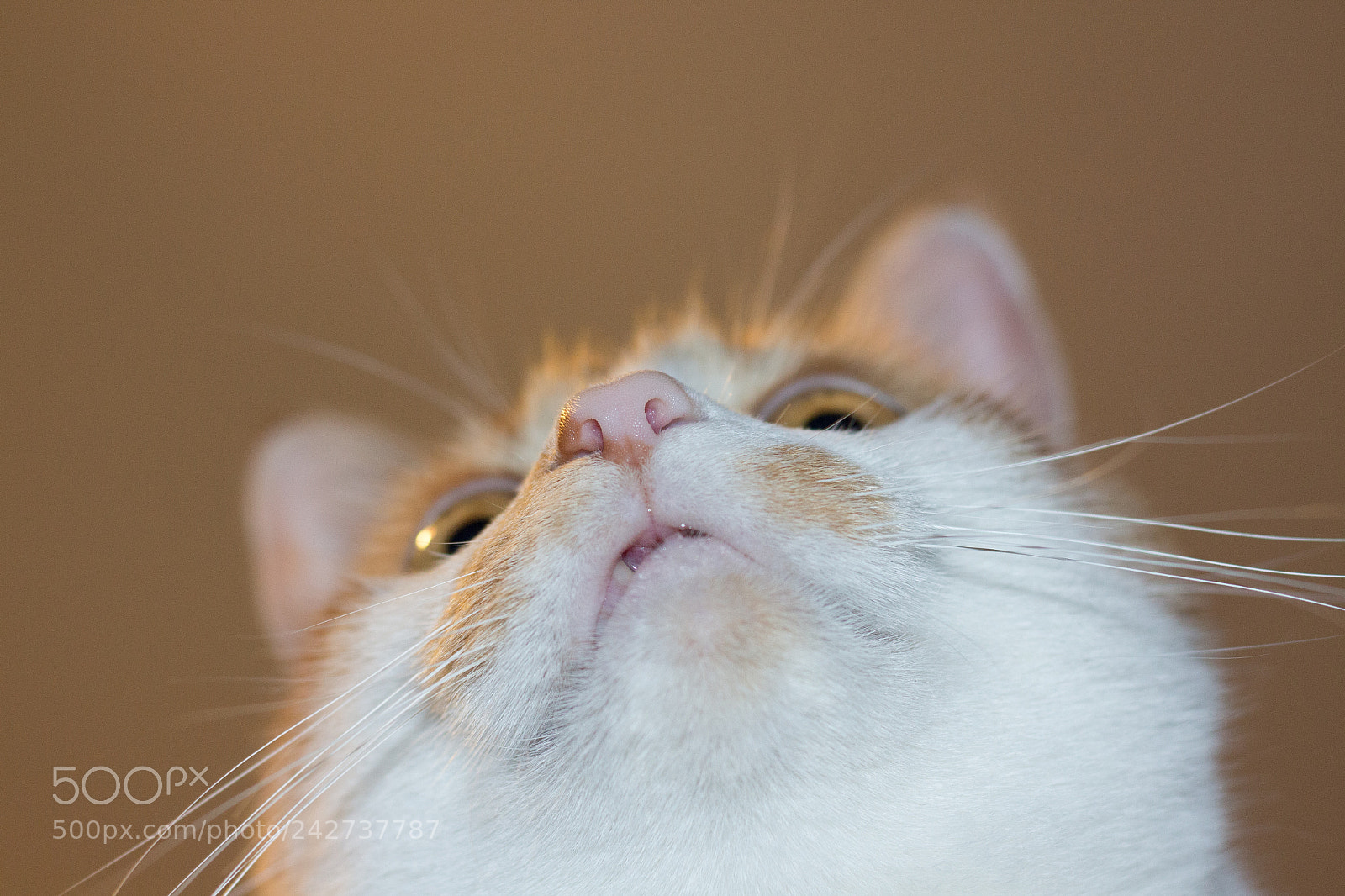 Canon EOS 650D (EOS Rebel T4i / EOS Kiss X6i) sample photo. Nose shot photography