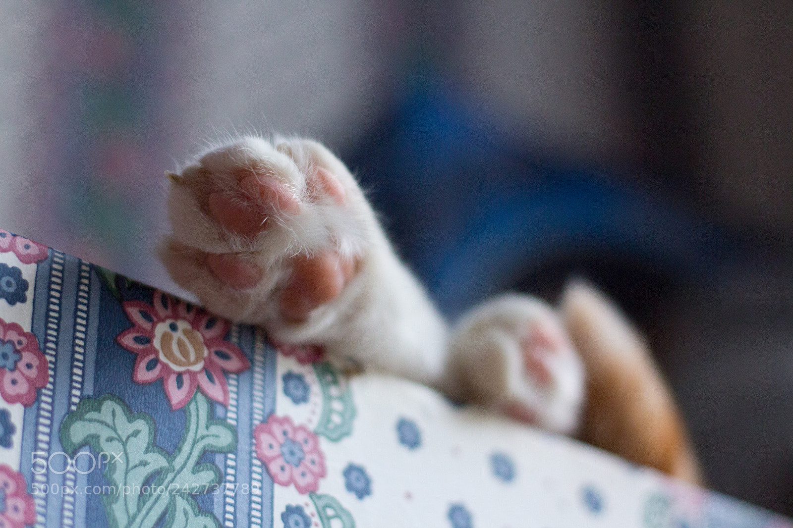 Canon EOS 650D (EOS Rebel T4i / EOS Kiss X6i) sample photo. Tooters photography