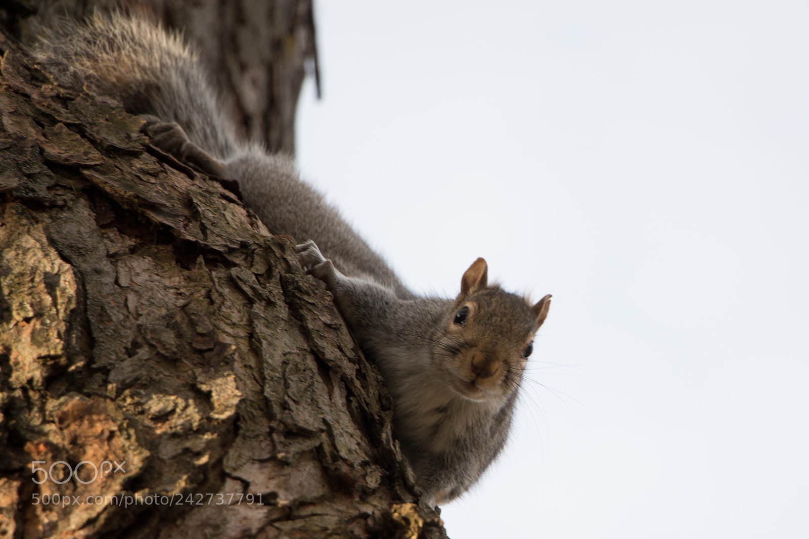 Canon EOS 650D (EOS Rebel T4i / EOS Kiss X6i) sample photo. Curious squirrel photography