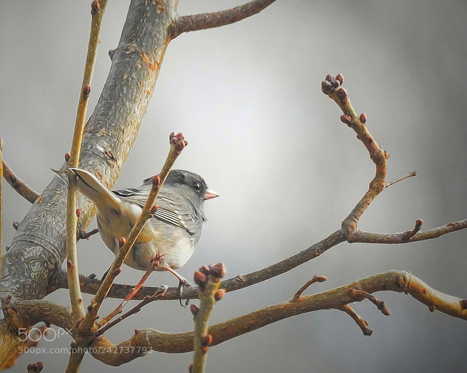 Nikon Coolpix P900 sample photo. Dark-eyed junco photography