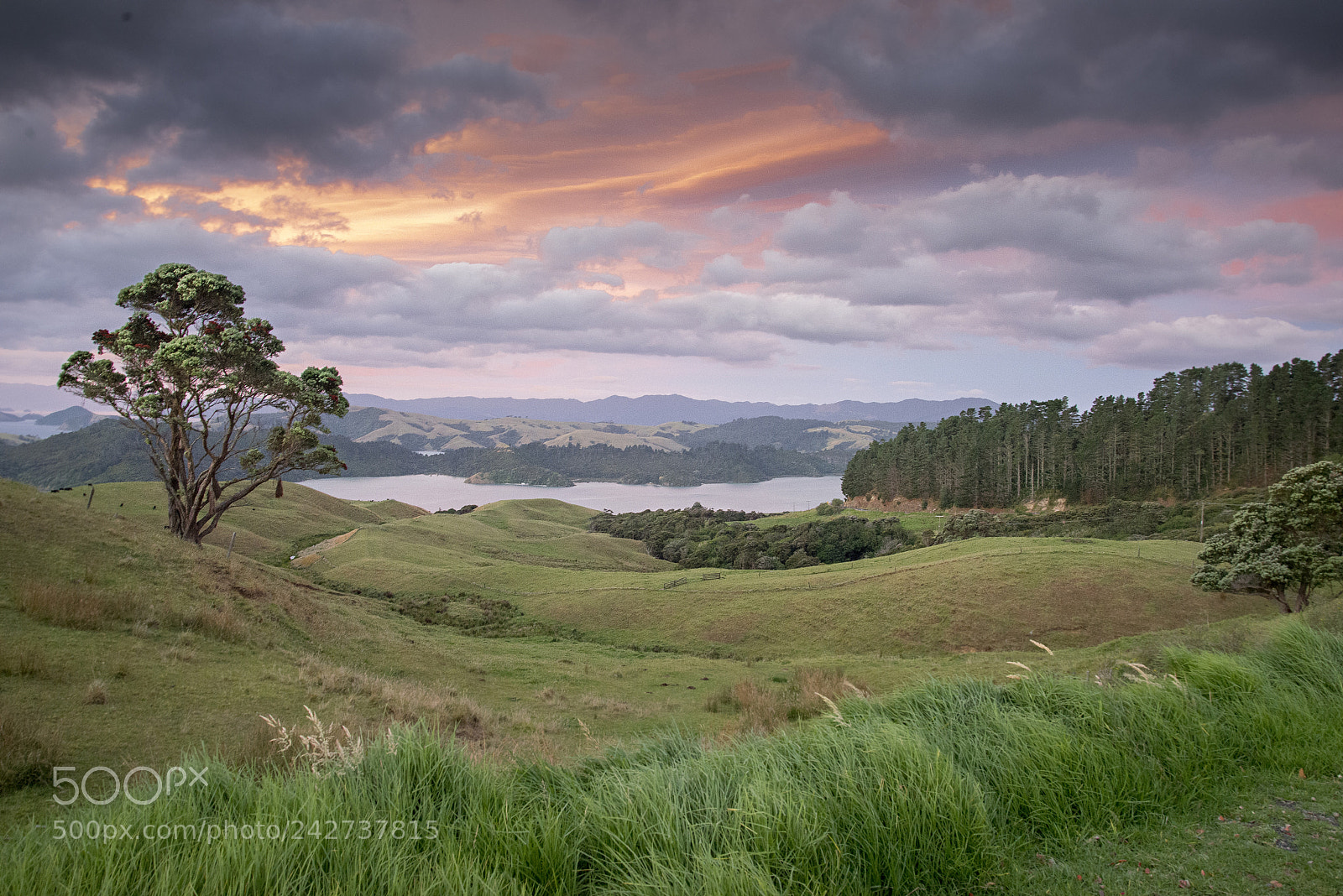 Nikon D610 sample photo. Coromandcoromandel peninsulael photography