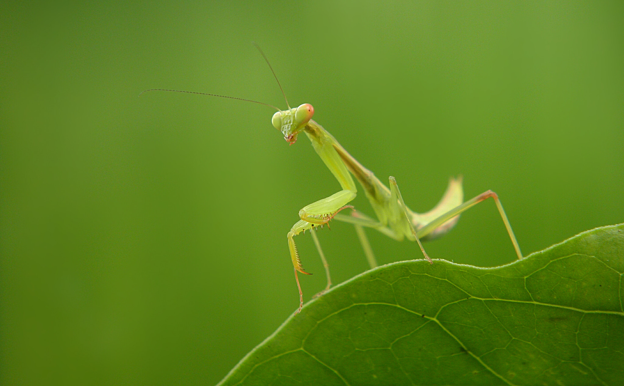 Olympus FE4030,X950 sample photo. Mantis photography