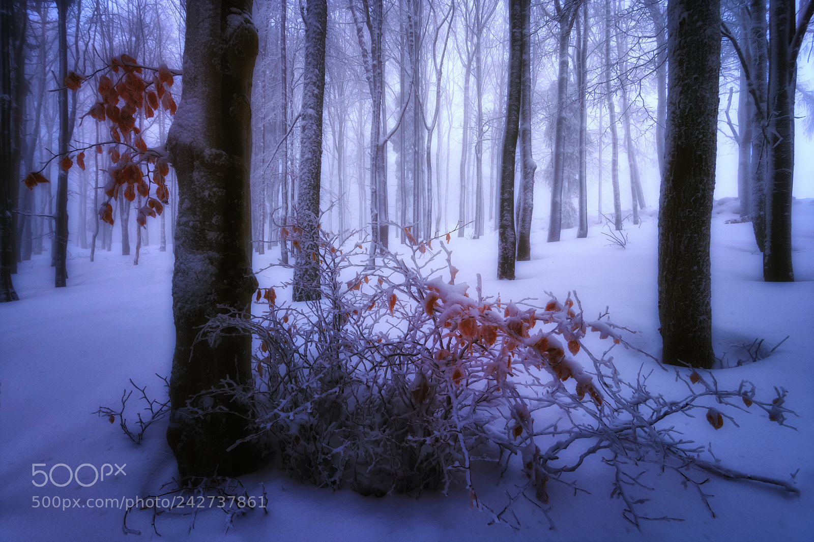 Nikon D7200 sample photo. Winter´s contrast photography