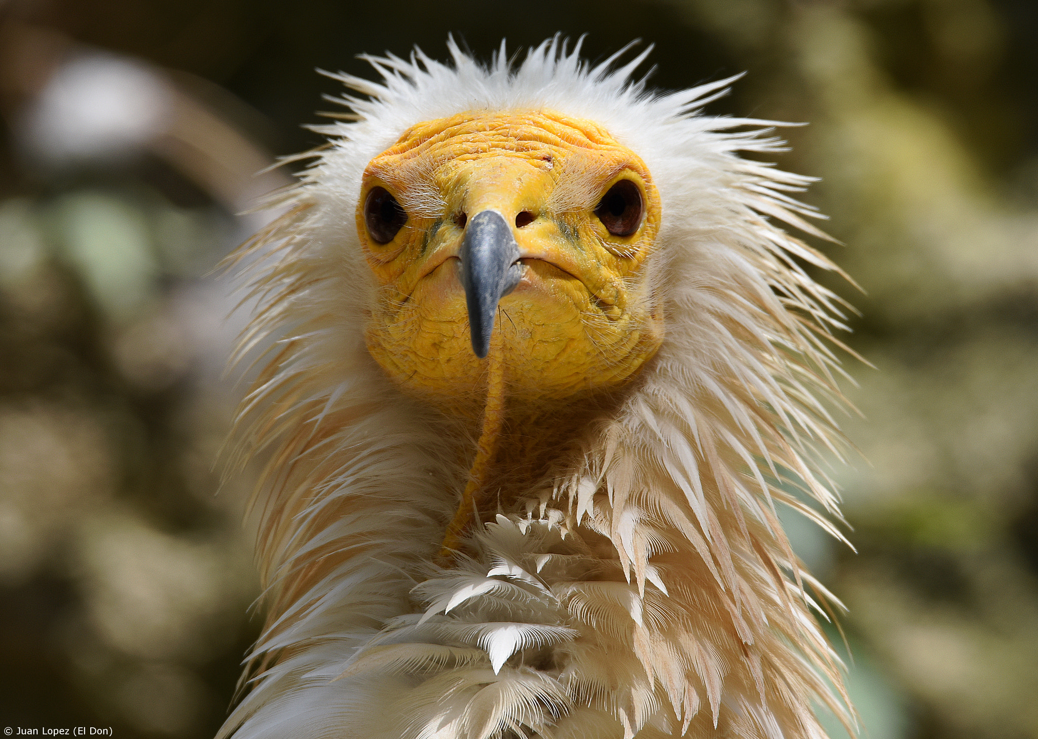 Sigma 150-600mm F5-6.3 DG OS HSM | S sample photo. Proud..bird!! photography