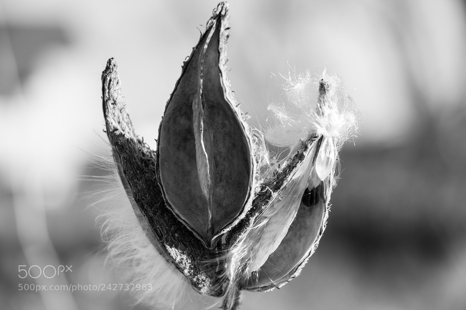 Canon EOS 650D (EOS Rebel T4i / EOS Kiss X6i) sample photo. Milkweed photography
