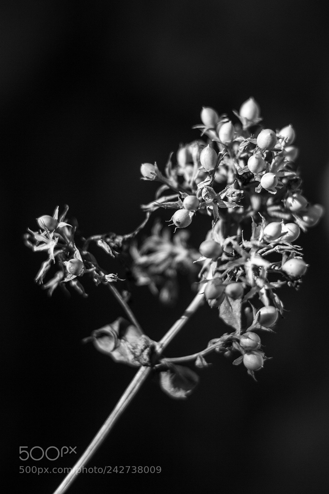 Canon EOS 650D (EOS Rebel T4i / EOS Kiss X6i) sample photo. Phlox photography