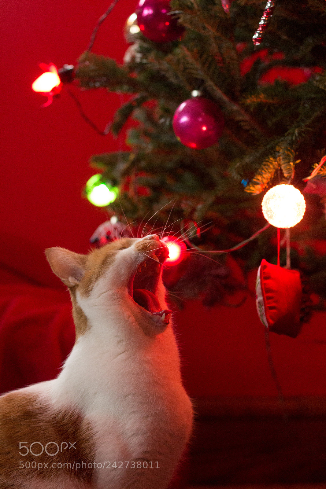 Canon EOS 650D (EOS Rebel T4i / EOS Kiss X6i) sample photo. Caroling cat photography