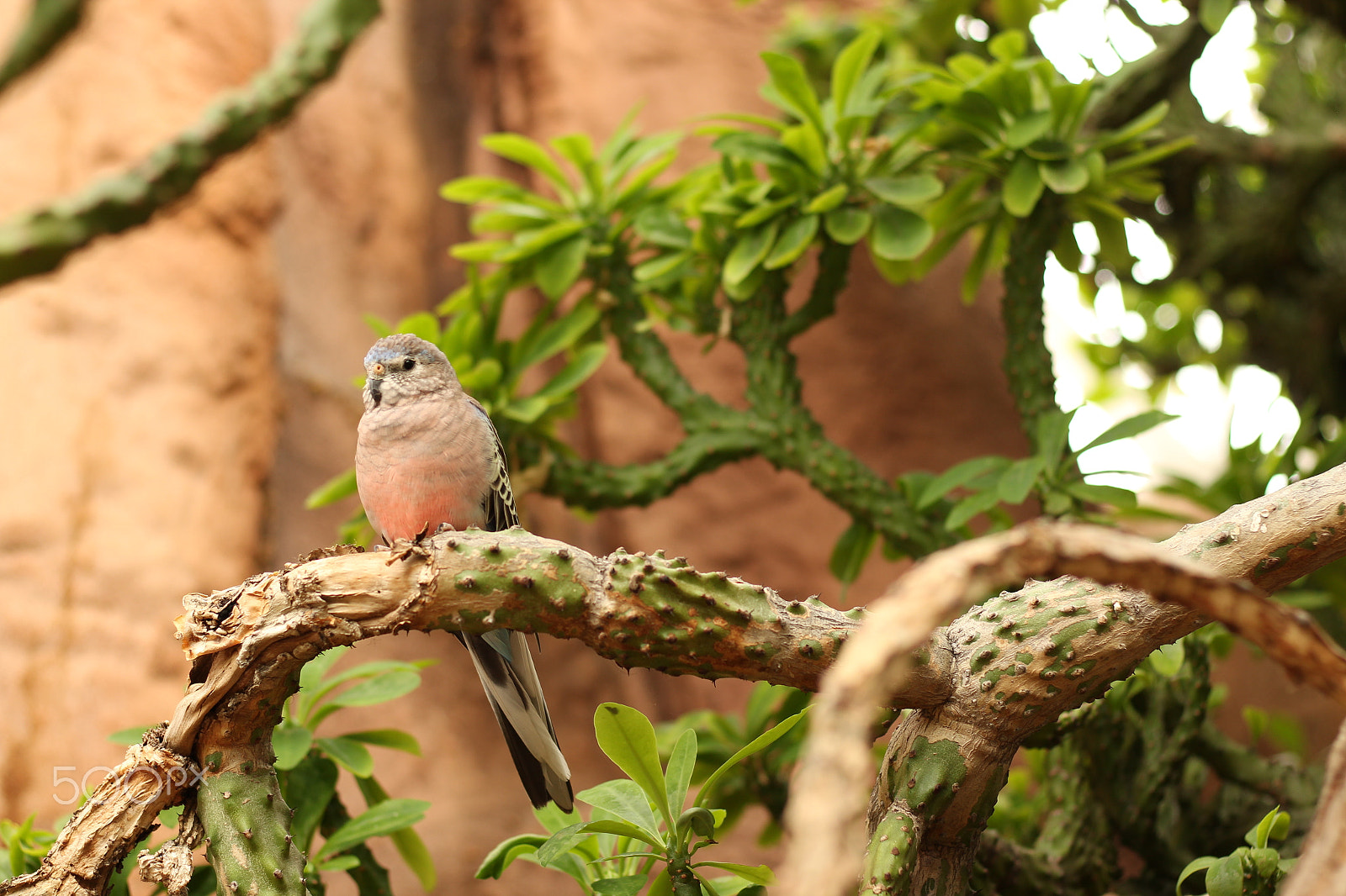 Canon EOS 650D (EOS Rebel T4i / EOS Kiss X6i) sample photo. Desert bird photography
