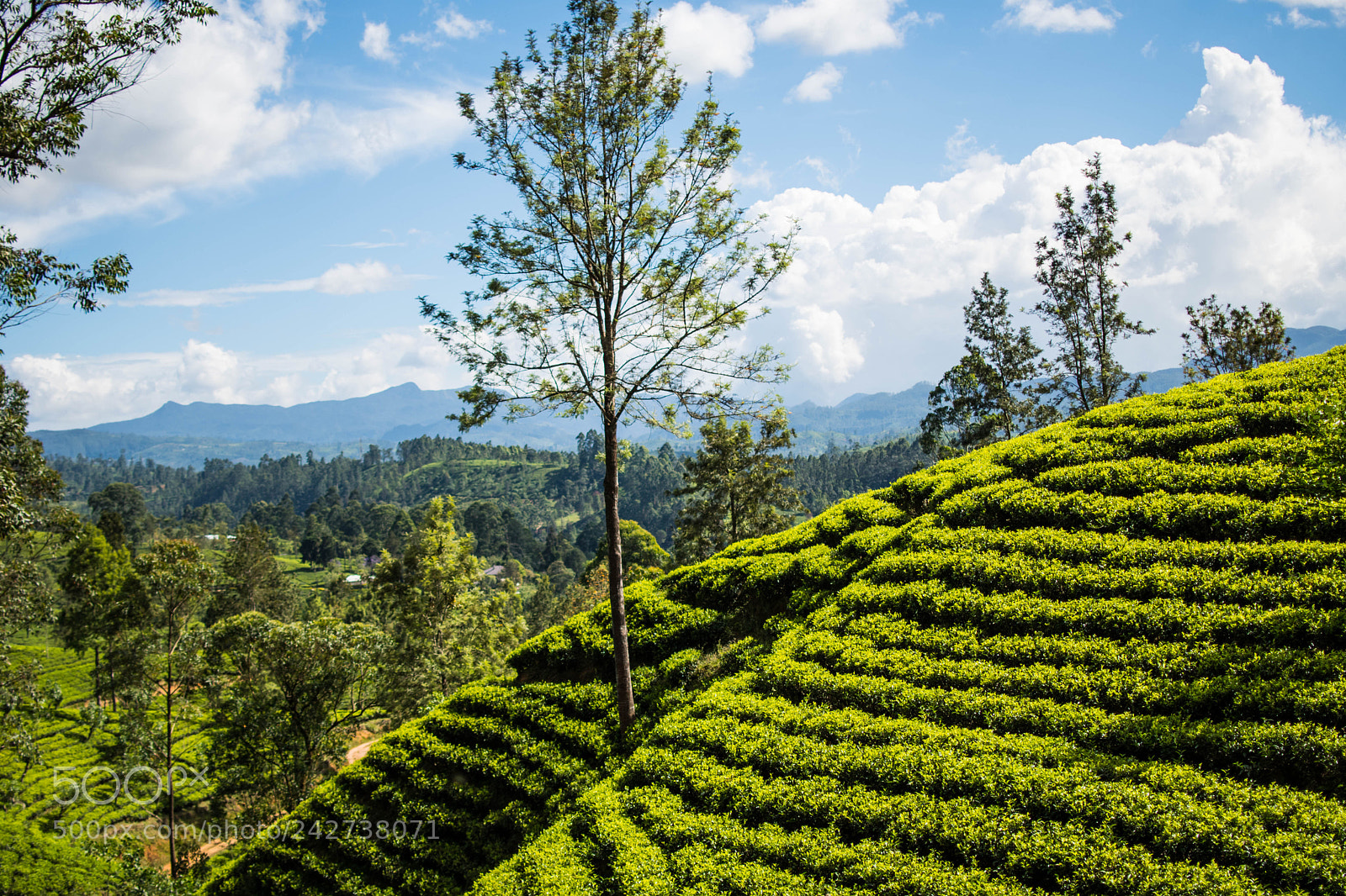 Nikon D7500 sample photo. Tea plantation photography