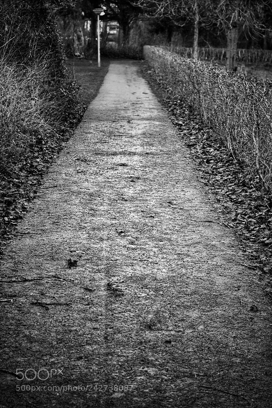 Nikon D5500 sample photo. A winters path photography