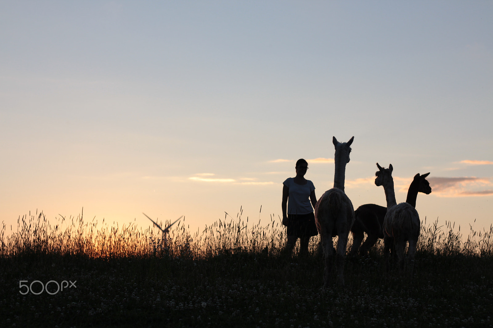 Canon EOS 650D (EOS Rebel T4i / EOS Kiss X6i) + Canon EF 50mm F1.8 STM sample photo. Alpaca silhouette photography