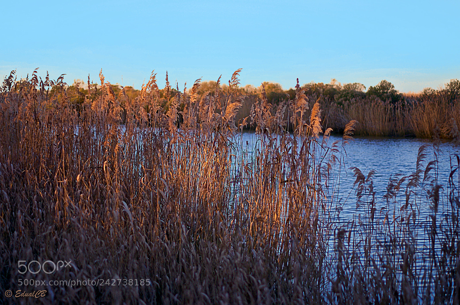 Pentax K-5 sample photo. Reeds photography