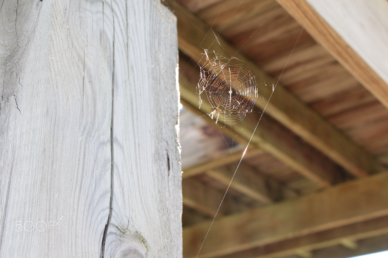 Canon EOS 650D (EOS Rebel T4i / EOS Kiss X6i) sample photo. Spiderweb photography