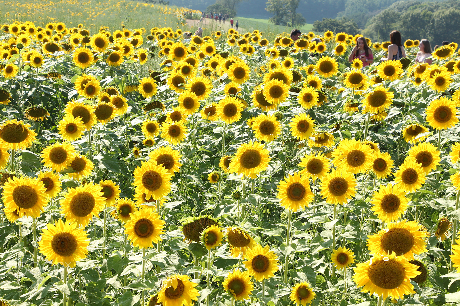 Canon EOS 650D (EOS Rebel T4i / EOS Kiss X6i) sample photo. Sunflowers photography